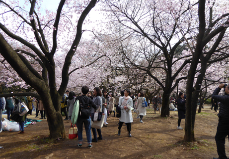 御苑桜