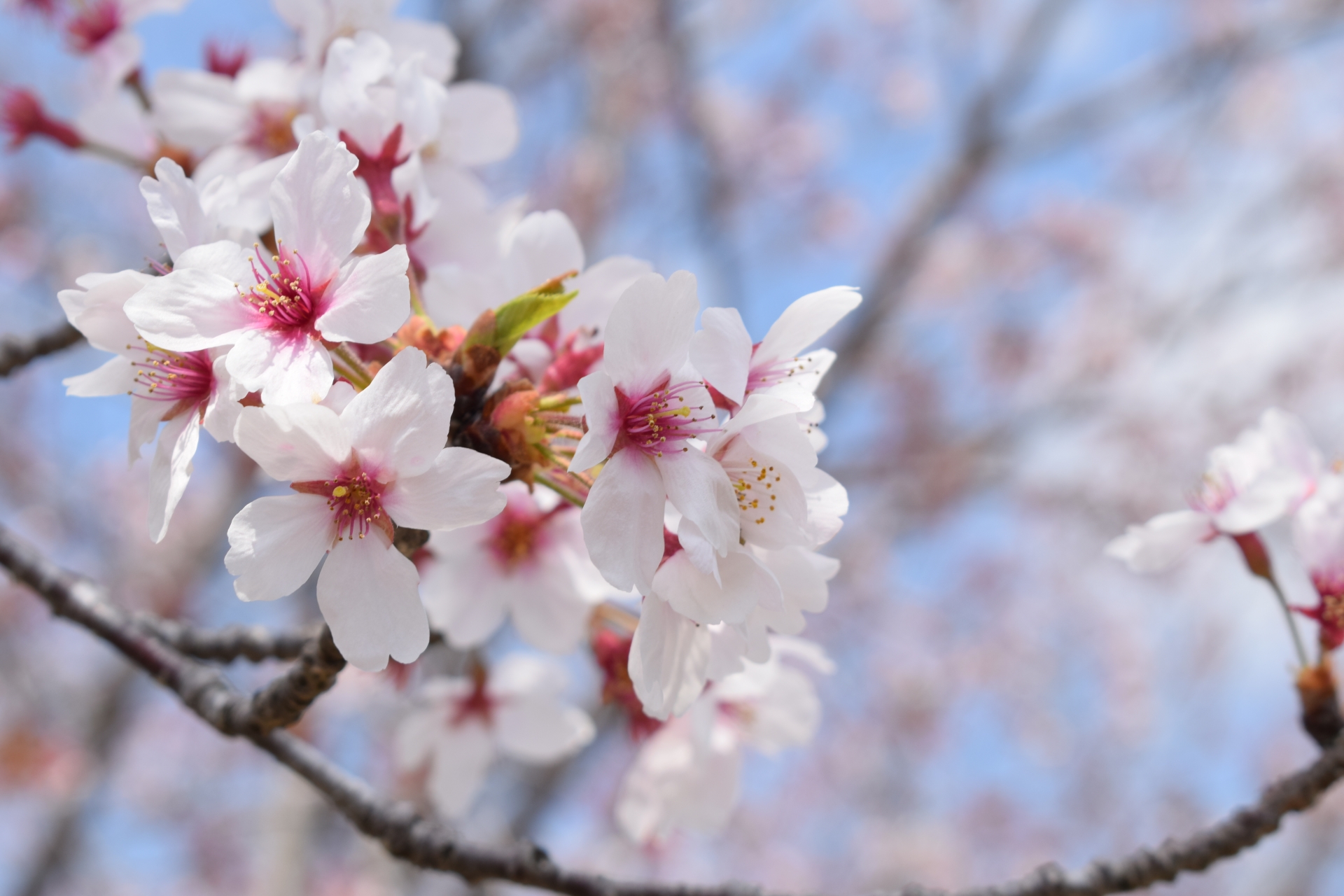 新宿の桜・お花見を楽しむならここ！